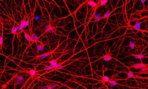 Zoomed in graphic of a cell.