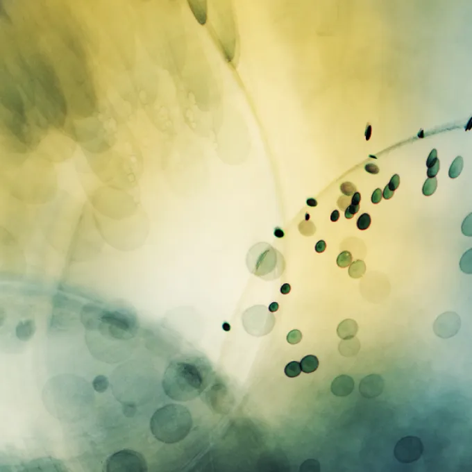 Close up of cells under a microscope 