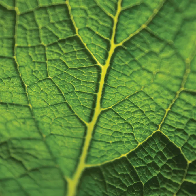 Close-up photo of the back side of a green leaf