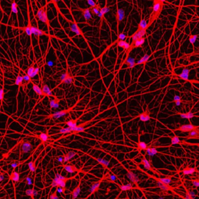 Zoomed in graphic of a cell.